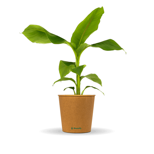 Banane 