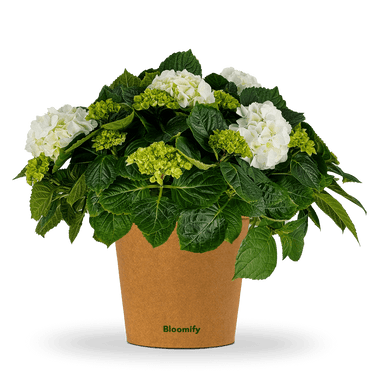 Bauern-Hortensie weiß  "Hugo"