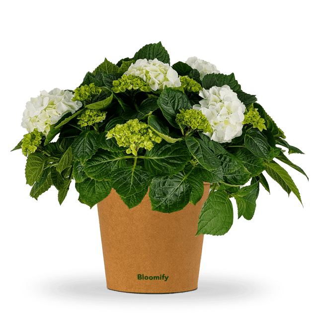 Bauern-Hortensie weiß  "Hugo"