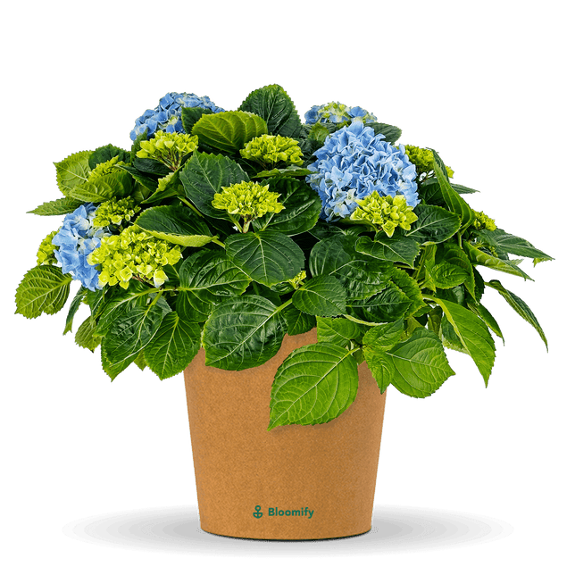 Bauern-Hortensie blau "Hugo"
