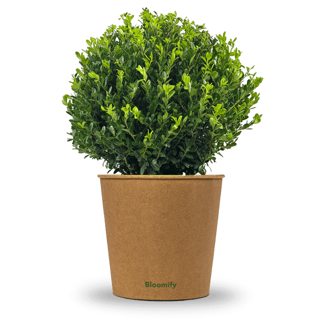 NewBux Kugel "Boris"