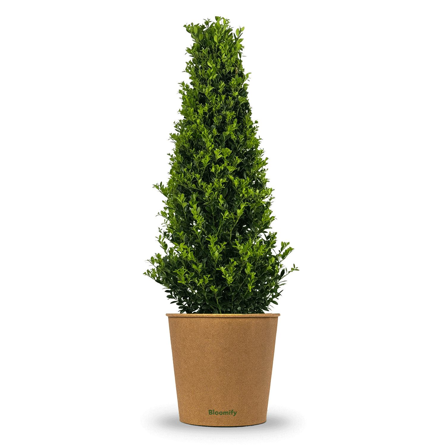 NewBux Pyramide "Boris"