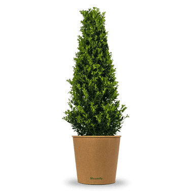 NewBux Pyramide "Boris"