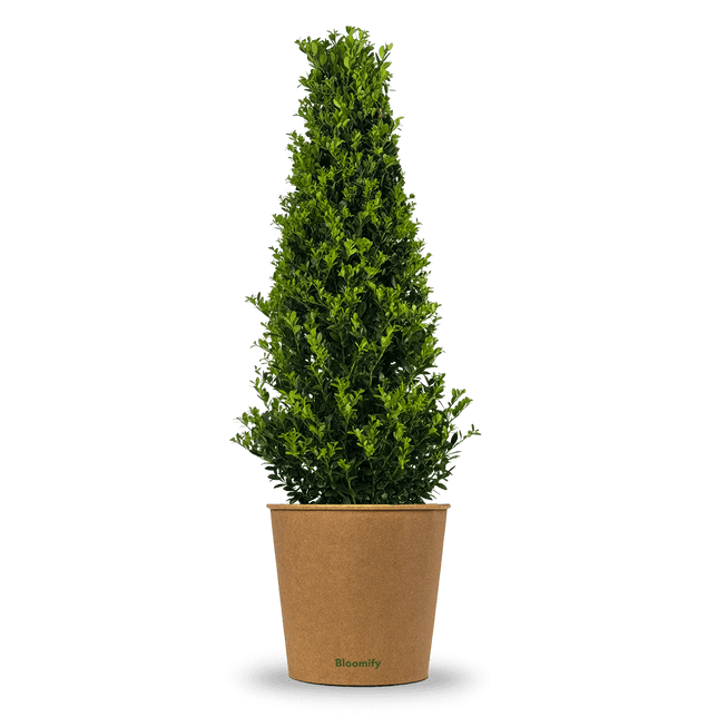 NewBux Pyramide "Boris"