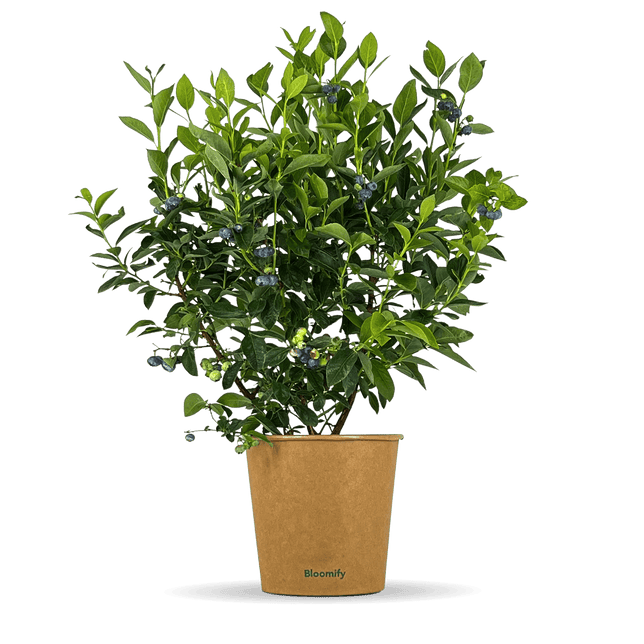 Balkon-Blaubeere "Bodo" (Bio)