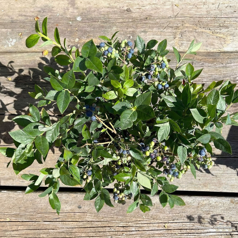 Balkon-Blaubeere "Bodo" (Bio)