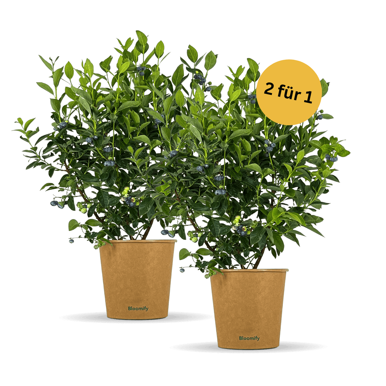 2x Balkon-Blaubeere "Bodo"