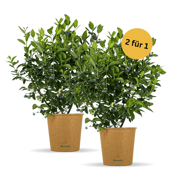 2x Balkon-Blaubeere "Bodo"