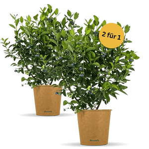 2 x Balkon-Blaubeere "Bodo"