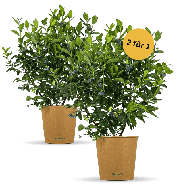 2 x Balkon-Blaubeere "Bodo"