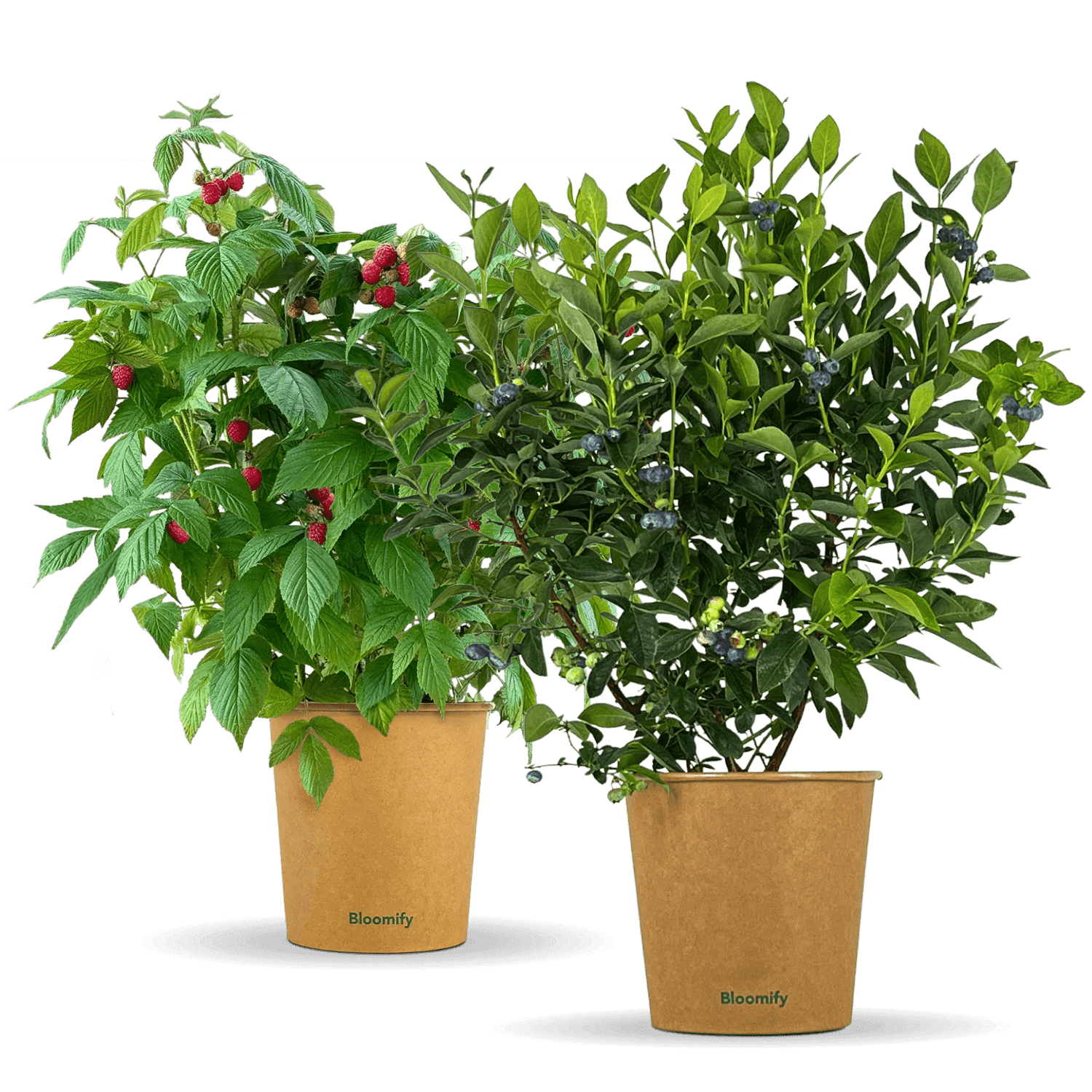 Himbeere & Blaubeere "Balkon-Duo"