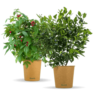 Himbeere & Blaubeere "Balkon-Duo"