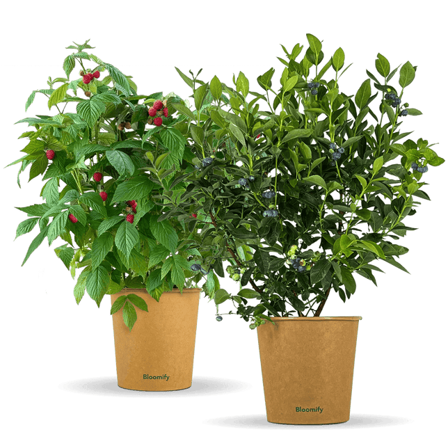 Himbeere & Blaubeere "Balkon-Duo"
