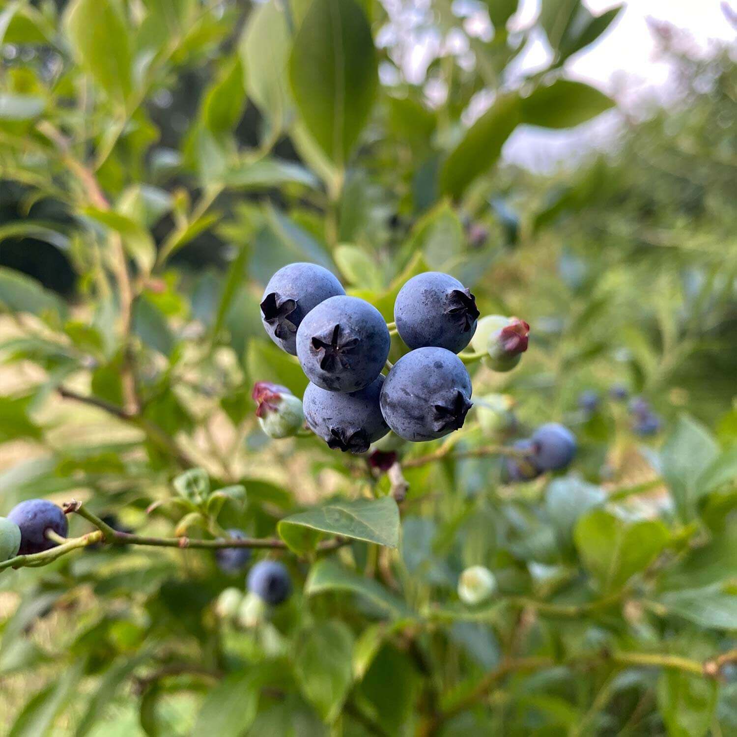 Himbeere & Blaubeere "Balkon-Duo"