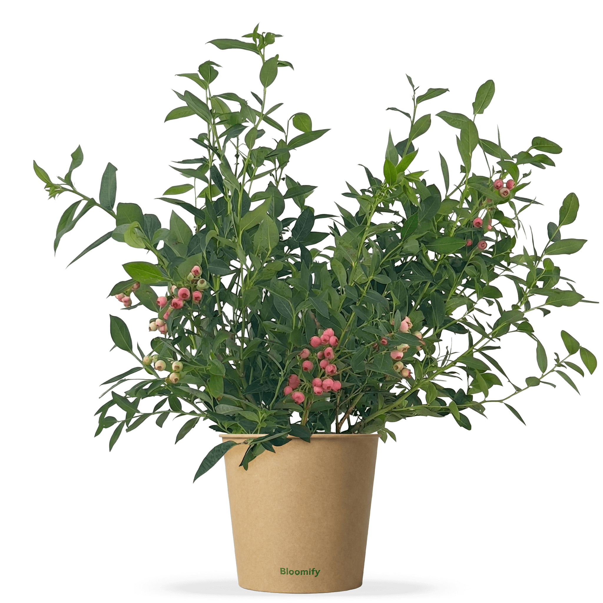 Blaubeere pink "Bruno"