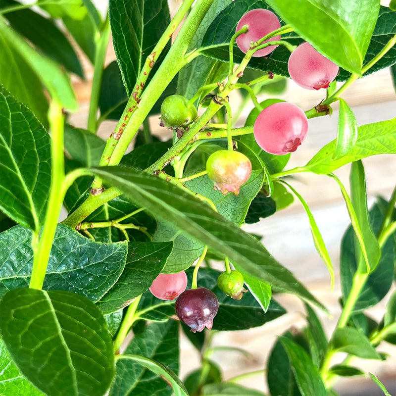 Blaubeere pink "Bruno"