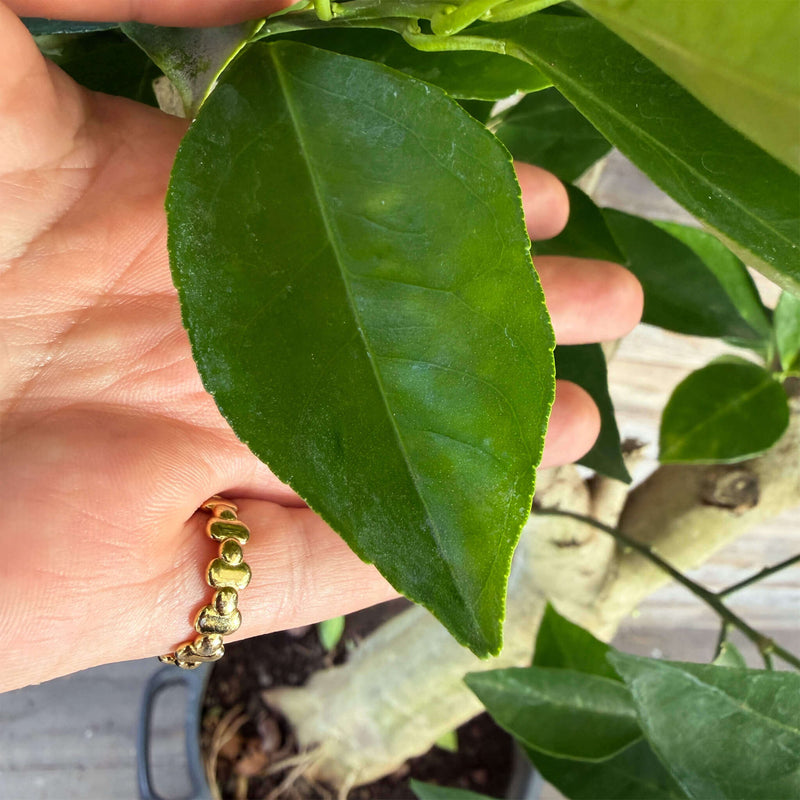 Blutorange XXL "Bianca"