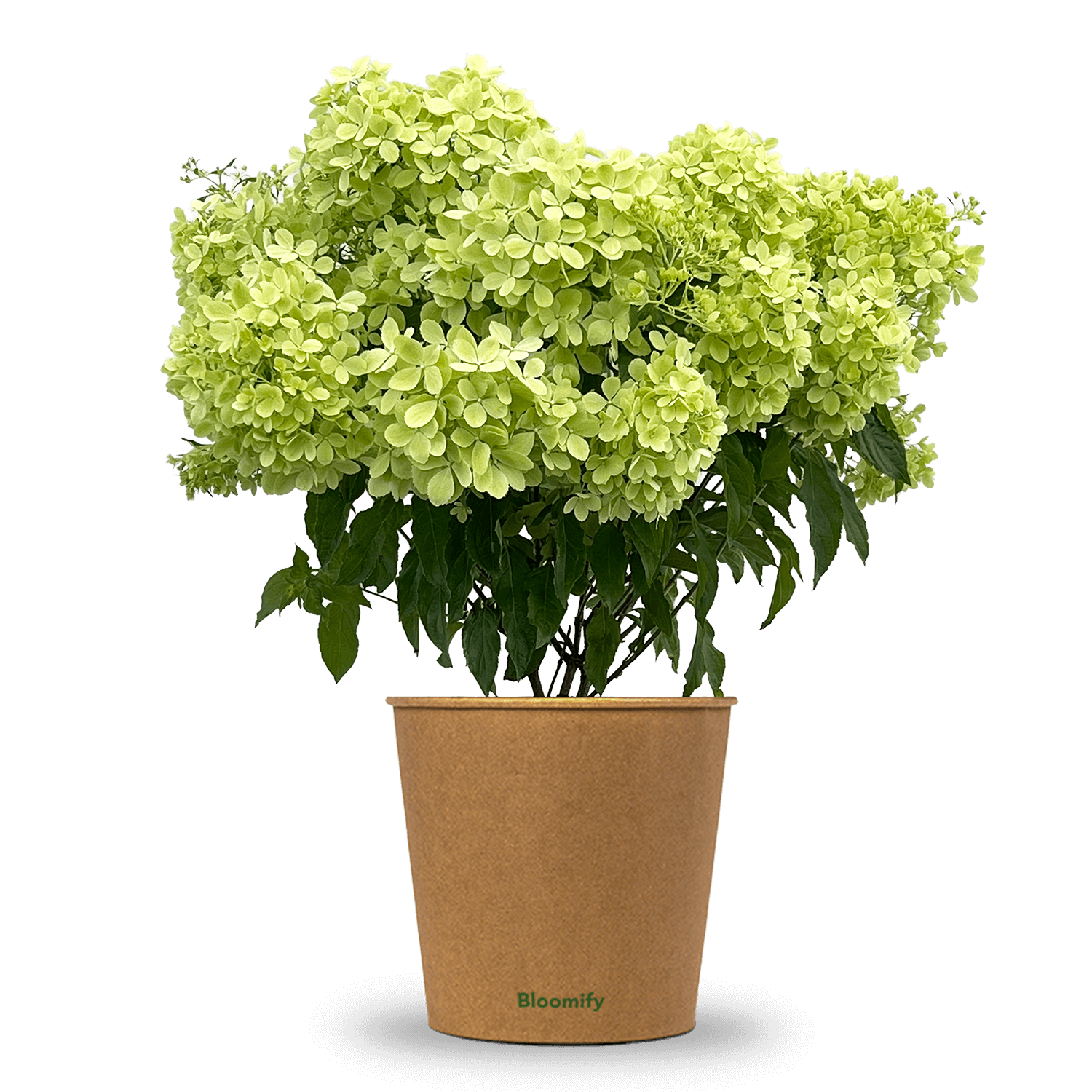 Bodendecker-Hortensie "Henry"