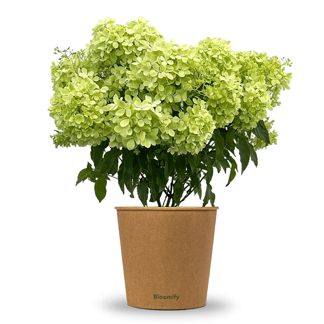 Bodendecker-Hortensie "Henry"