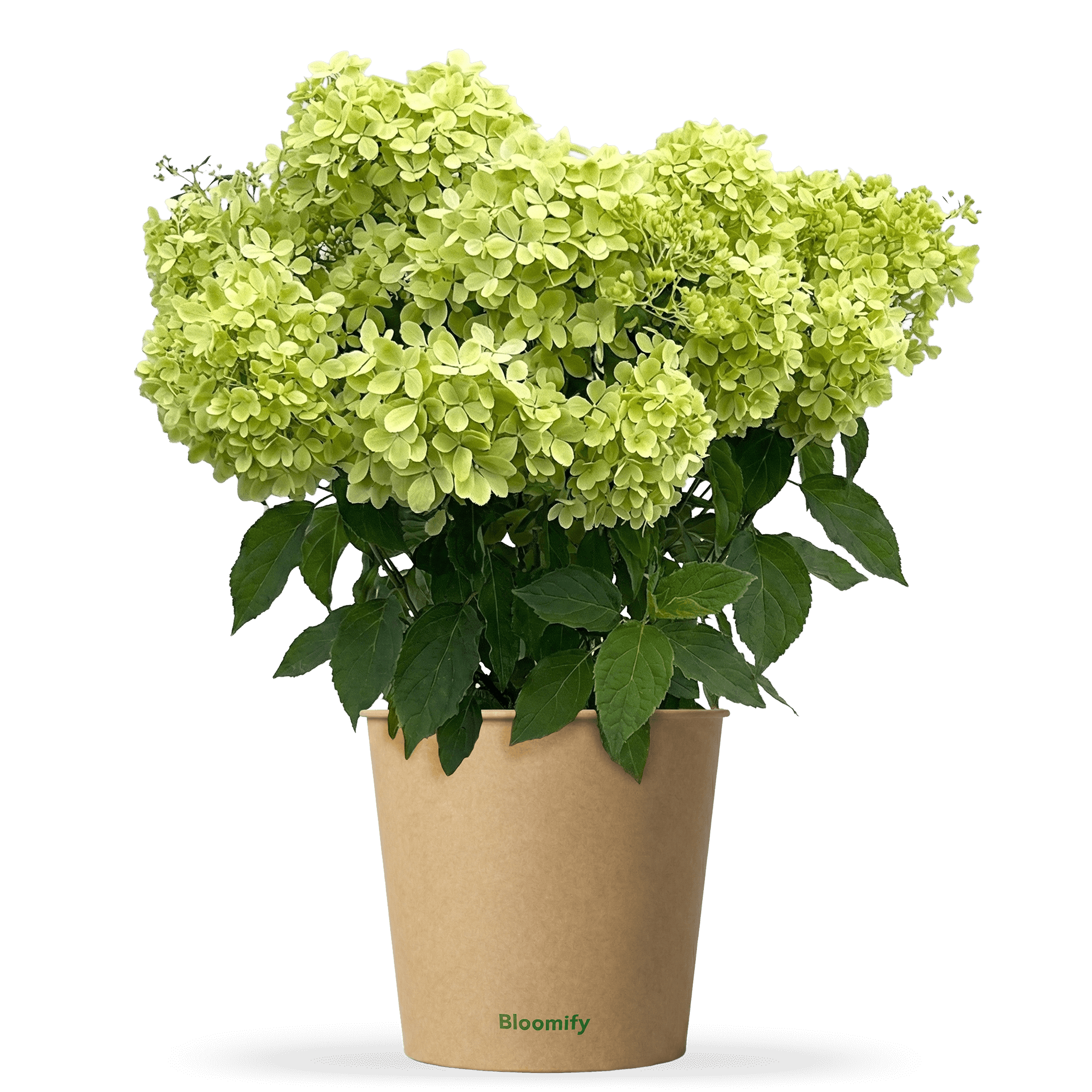 Bodendecker-Hortensie "Henry"