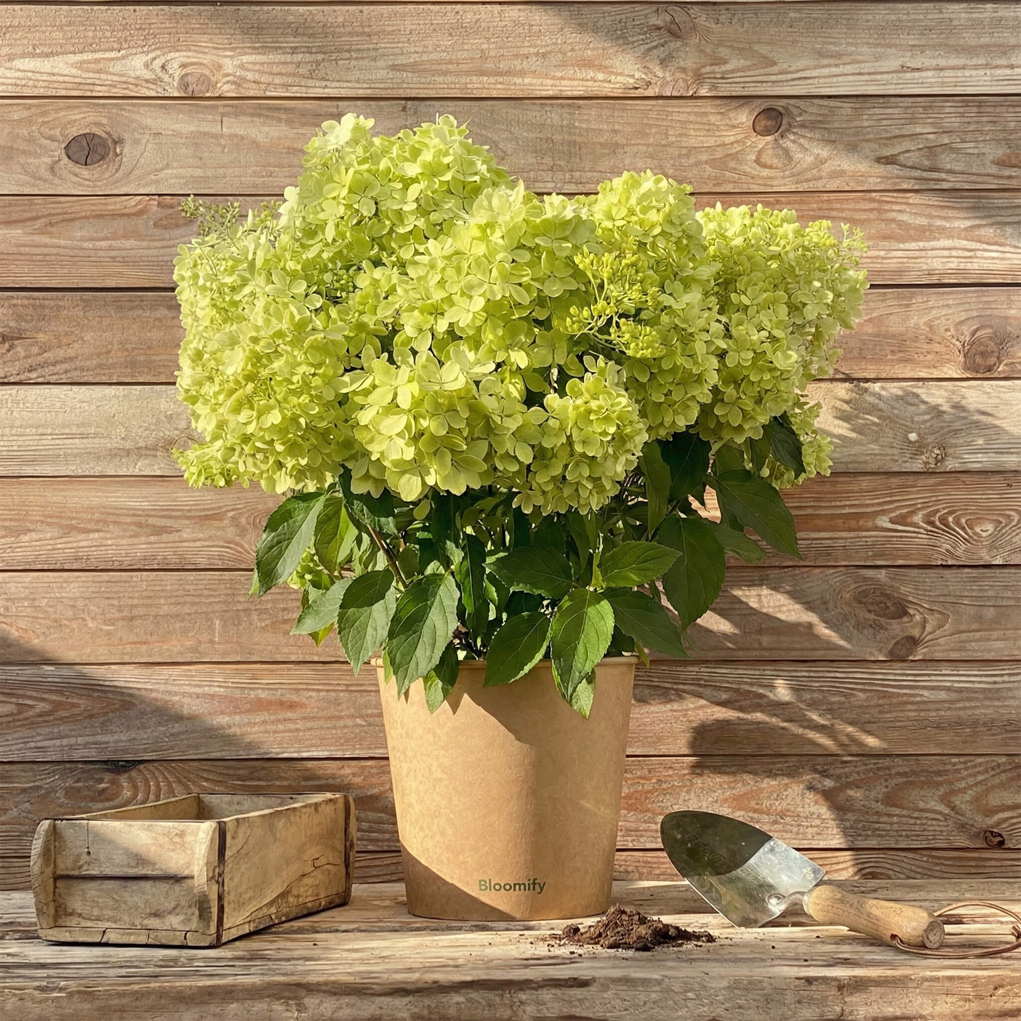 Bodendecker-Hortensie "Henry"