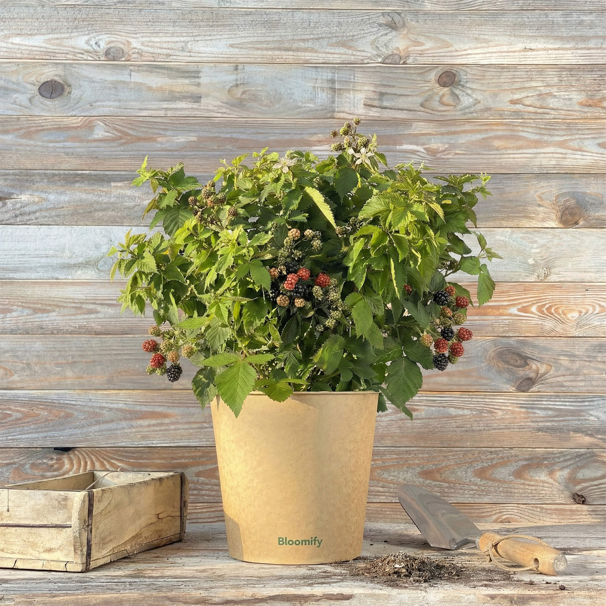 Balkon-Brombeere "Bernd" (Bio)