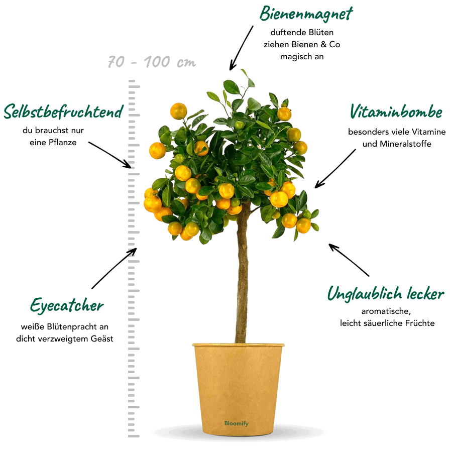 Calamondinorange "Carmen"