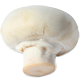 Pilzzuchtset "Weiße Champignons"