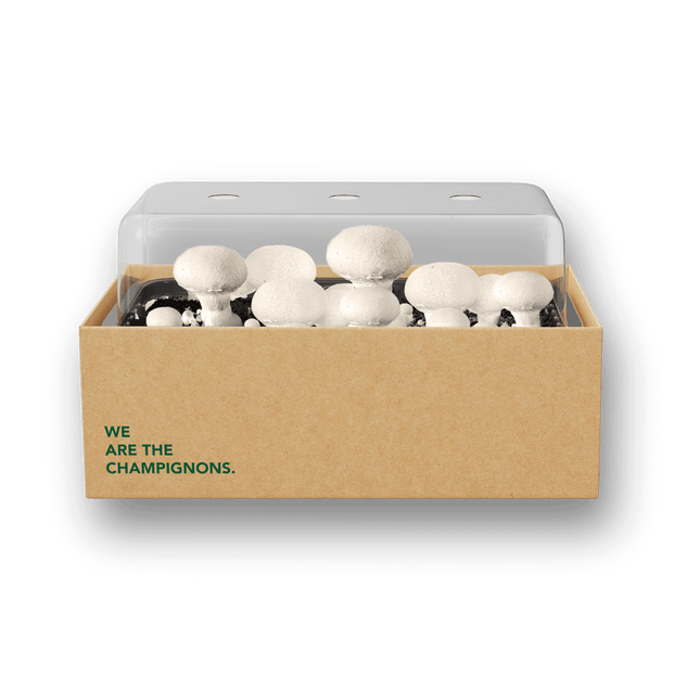 Pilzzuchtset "Weiße Champignons"