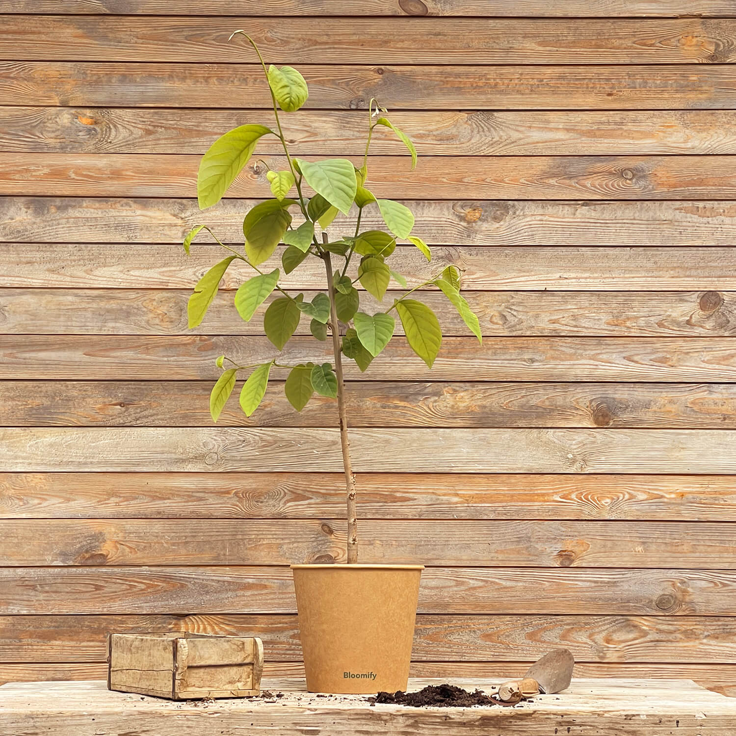 Cherimoya "Charlie"