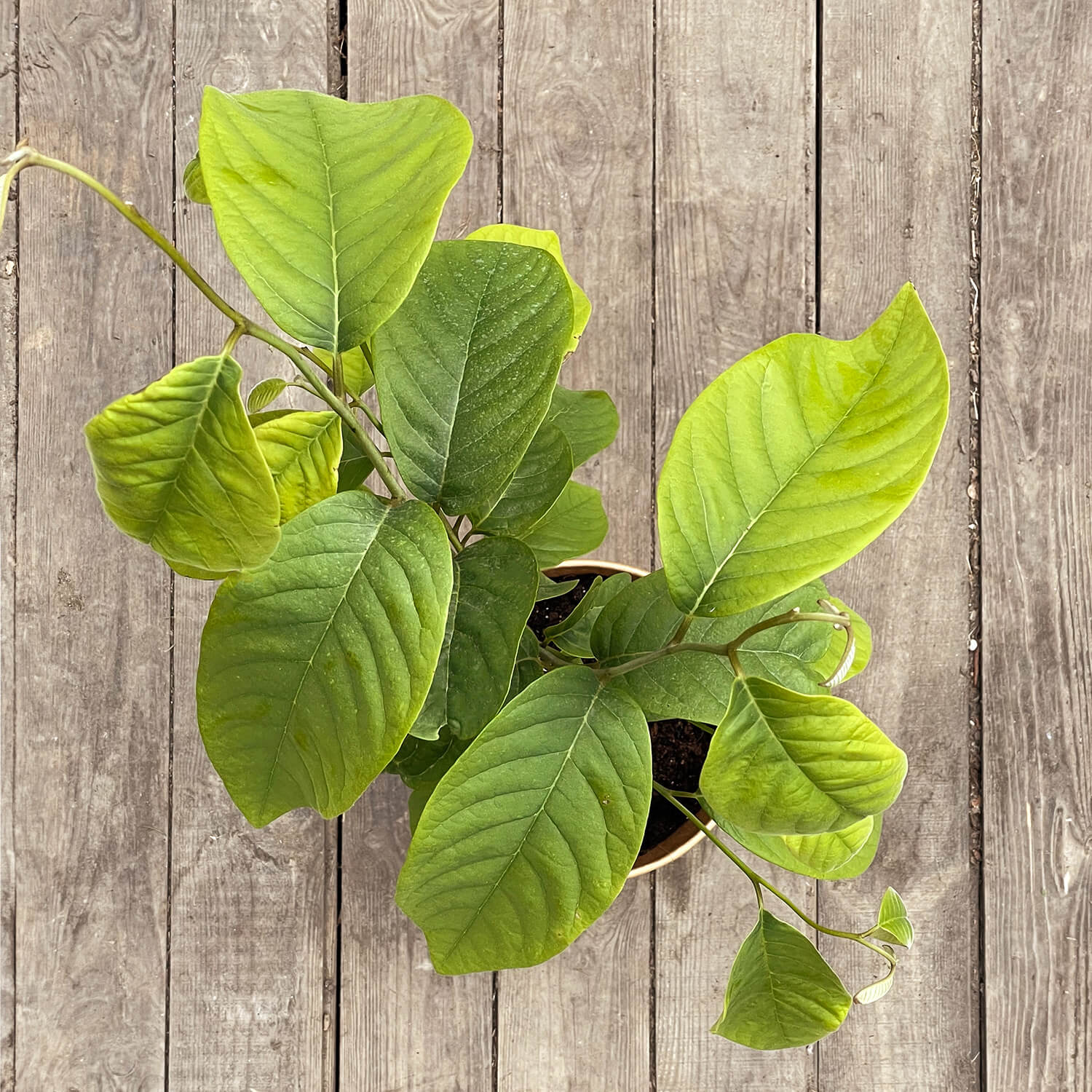 Cherimoya "Charlie"