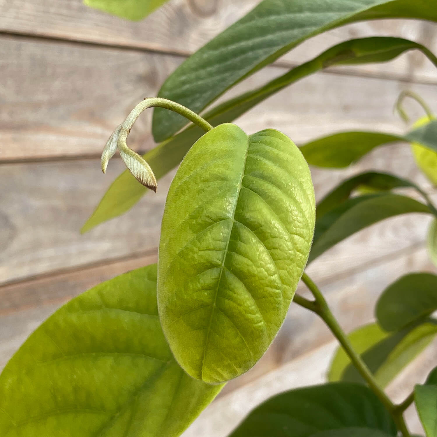 Cherimoya "Charlie"