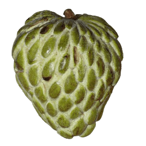 Cherimoya "Charlie"