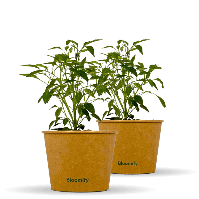 2 x Thai Chili "Thorsten"