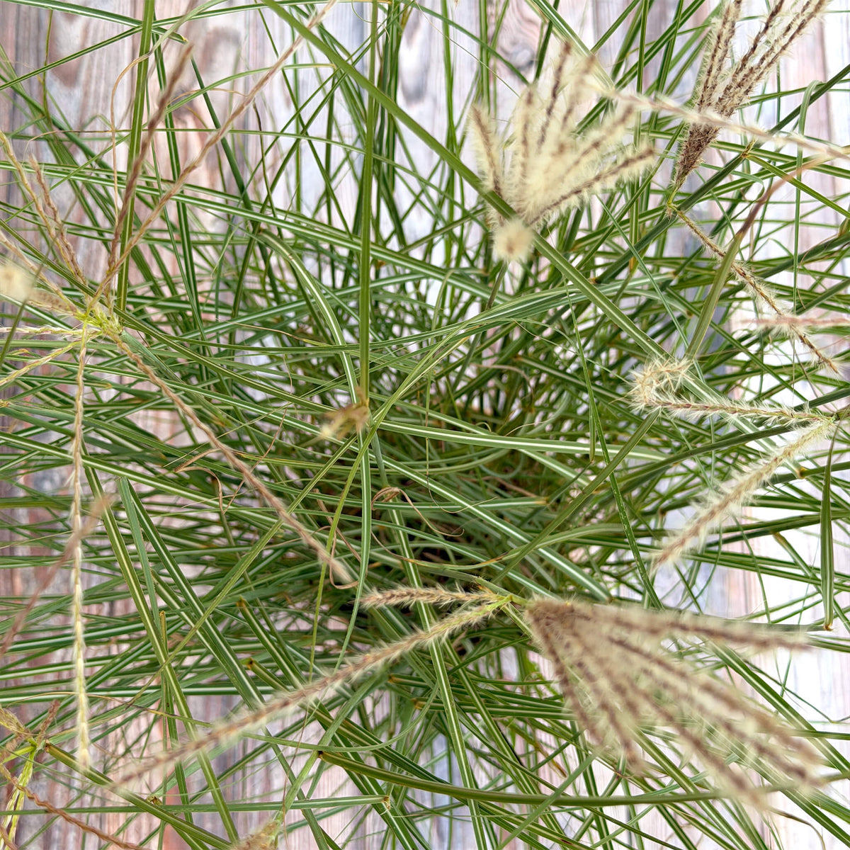 Chinaschilf grün "Chen"