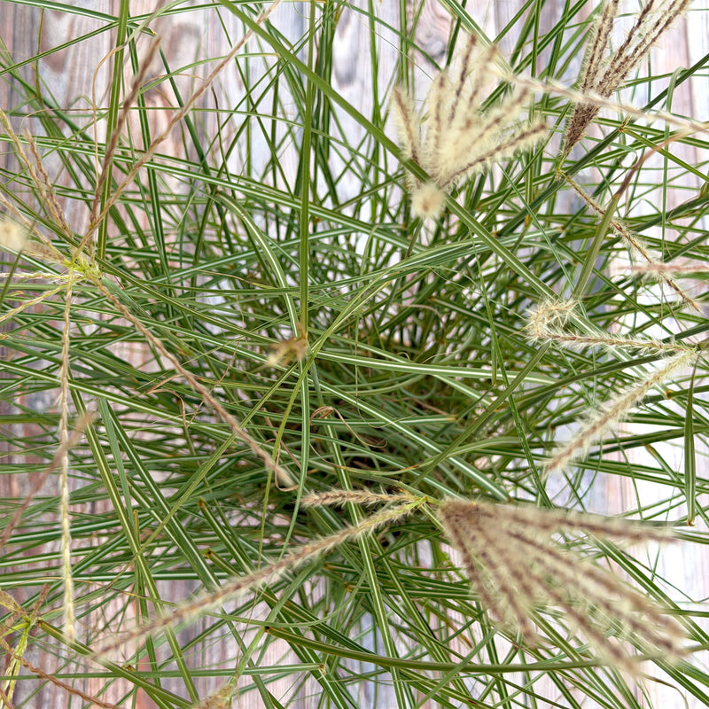 Chinaschilf grün "Chen"