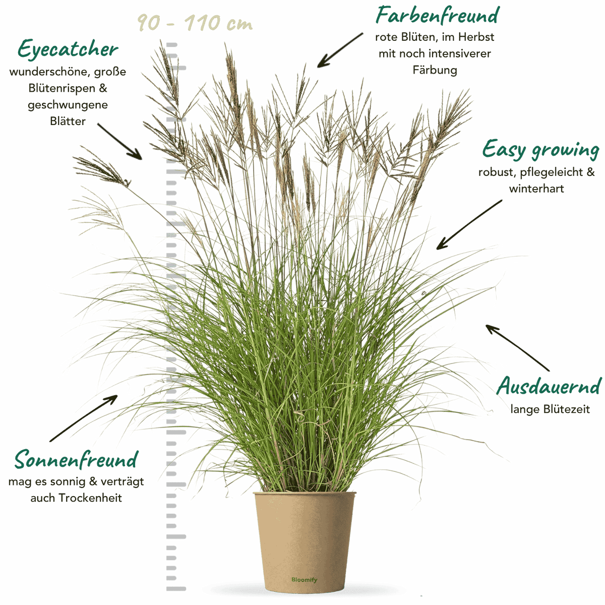 Chinaschilf rot "Chen"