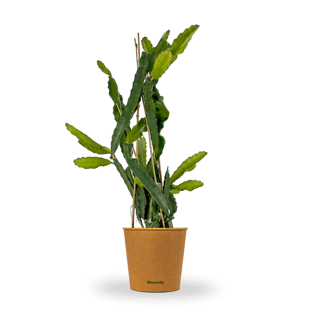 Drachenfrucht (Pitaya) gelb "Draga"