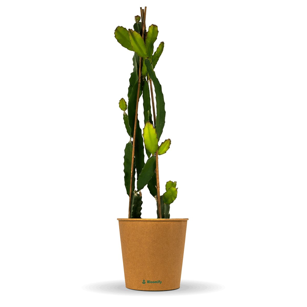 Drachenfrucht (Pitaya) rot 