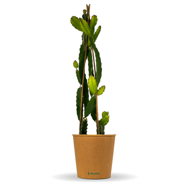 drachenfrucht zimmerpflanze Drachenfrucht (Pitaya) rot 