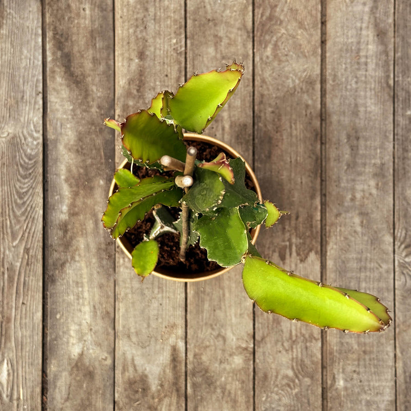 Drachenfrucht (Pitaya) rot "Drago"