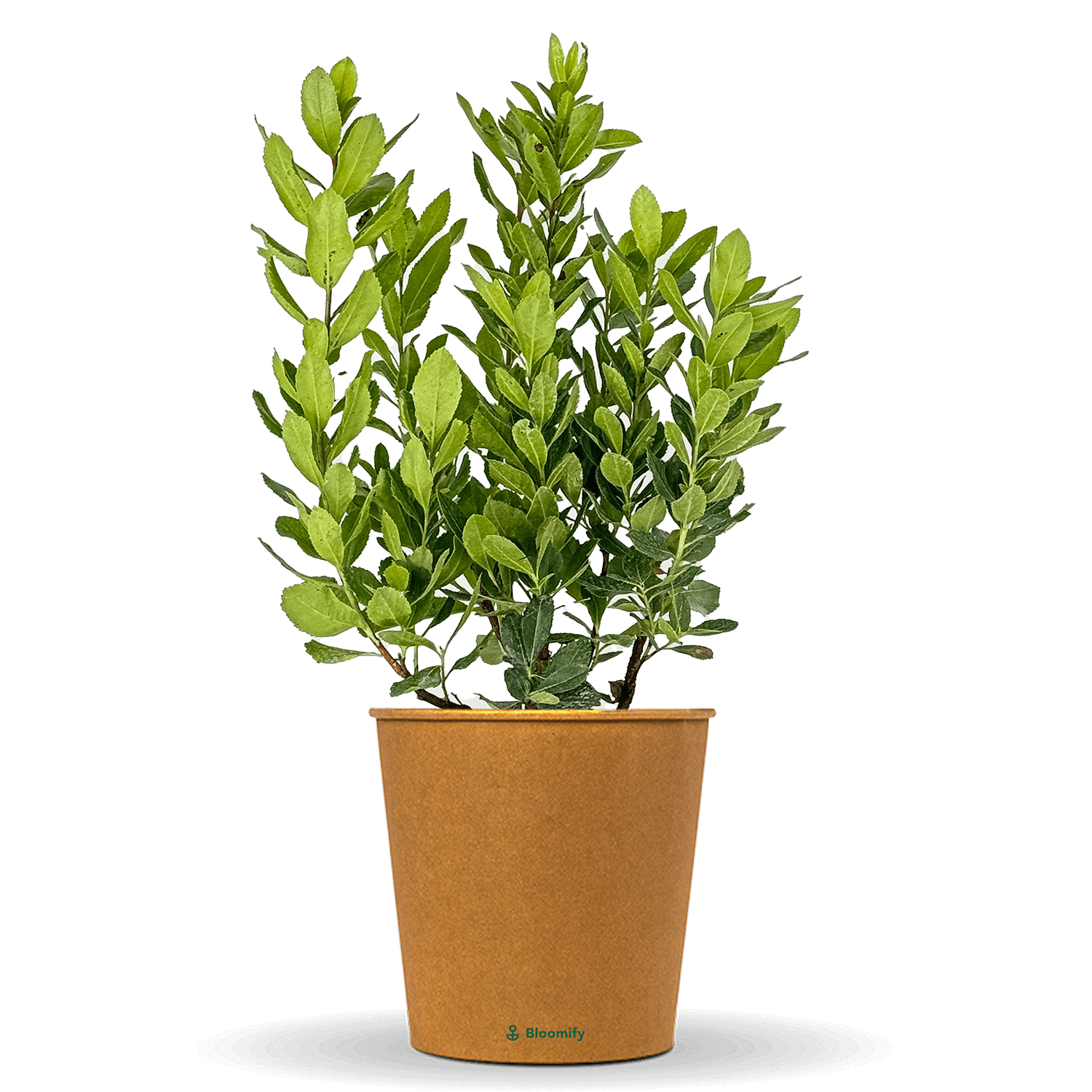 Erdbeerbaum "Eva"