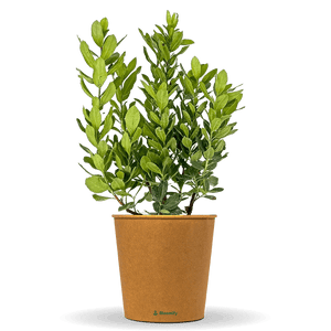 Erdbeerbaum "Eva"