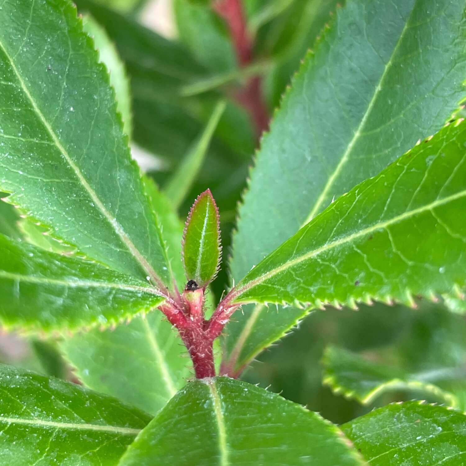 Erdbeerbaum "Eva"