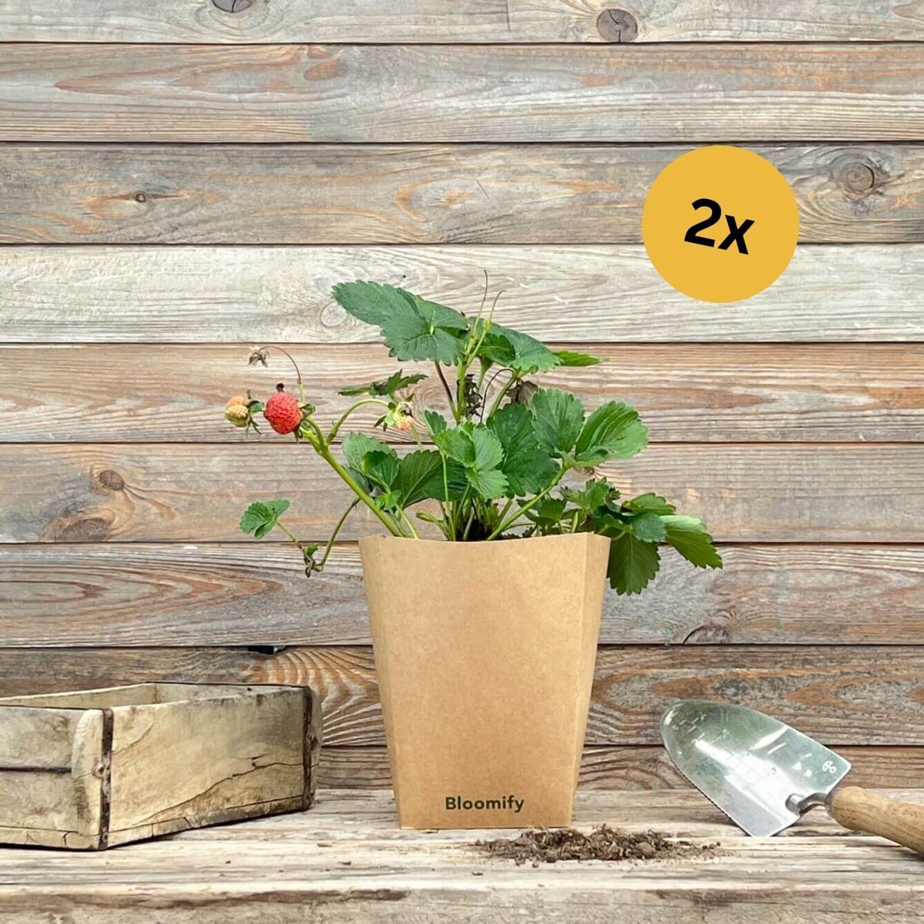 (B-Qualität) 2 x Balkon-Erdbeere "Enno"