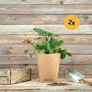 (B-Qualität) 2 x Balkon-Erdbeere "Enno"