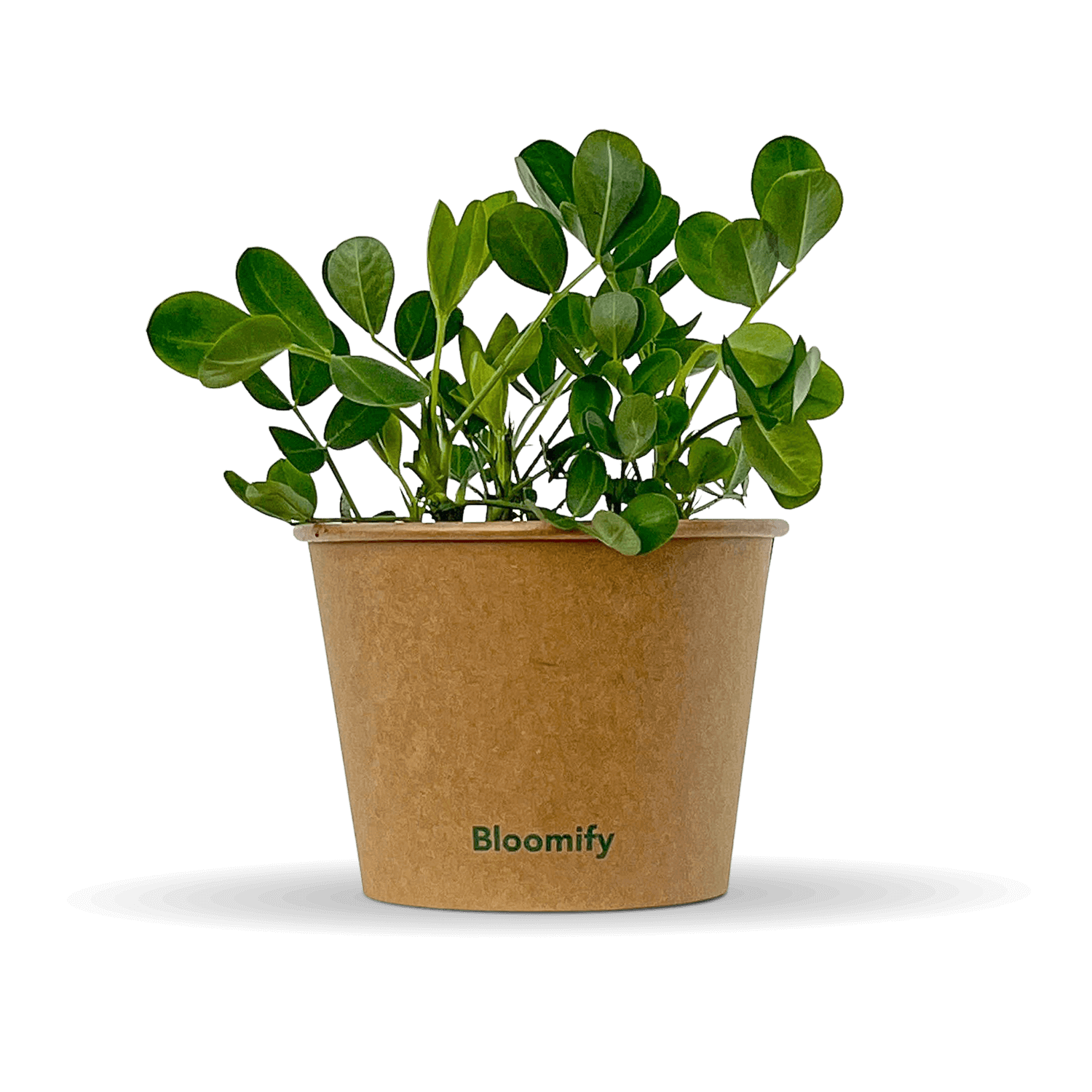 Erdnuss "Eddy"
