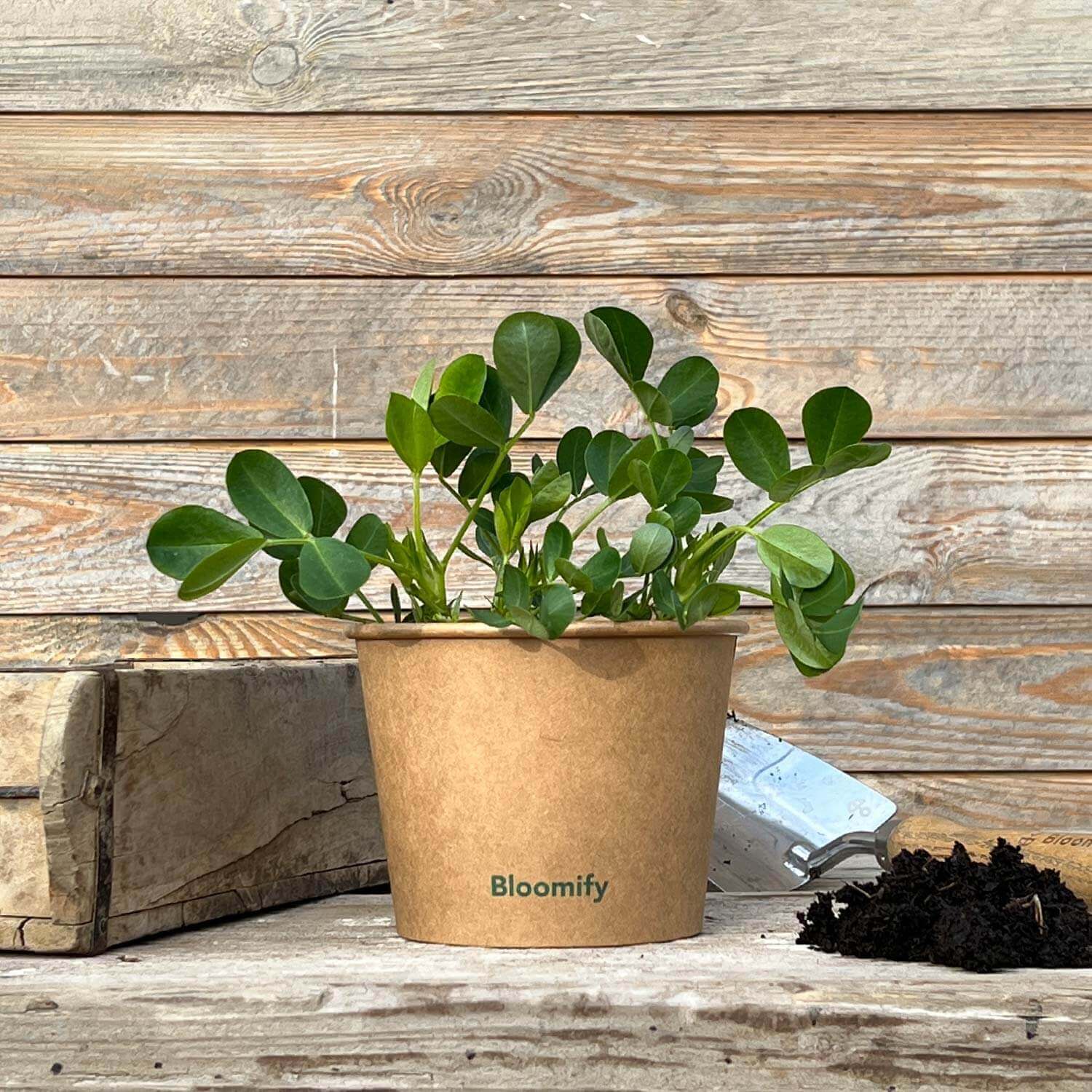 Erdnuss "Eddy"