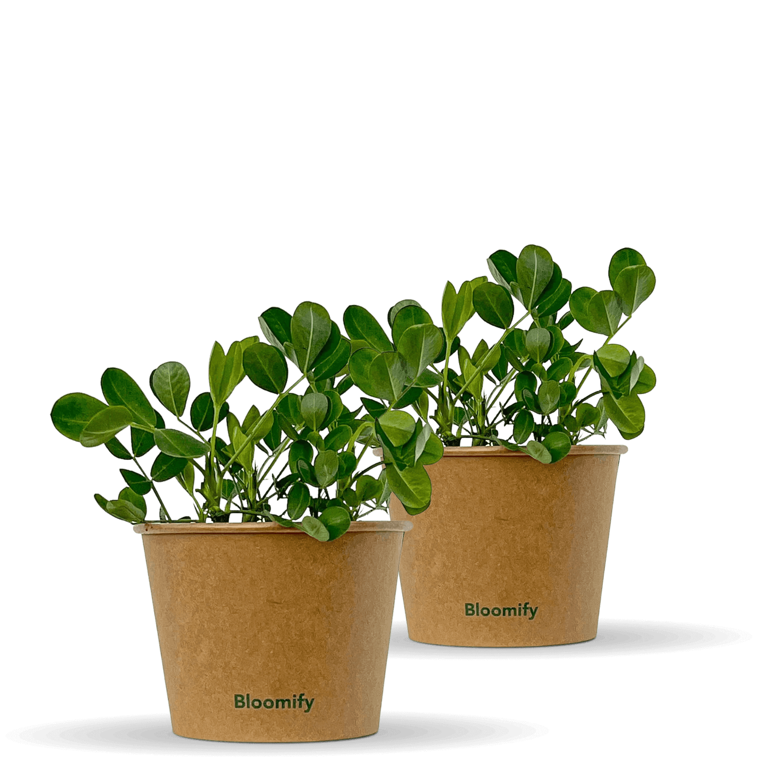 2 x Erdnuss "Eddy"