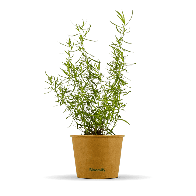 Estragon "Esmeralda"